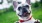 a dog in a park