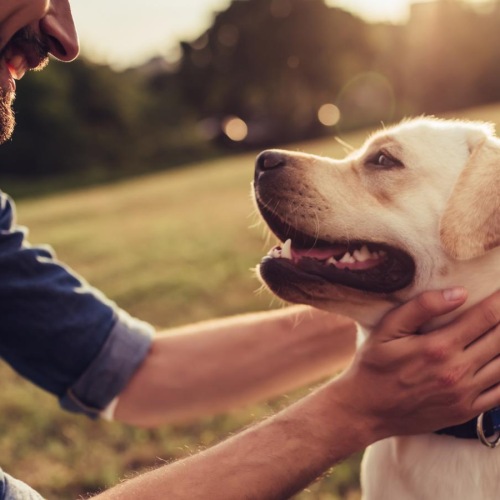 a man holding a dog