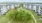 large, grassy courtyard with grove of trees